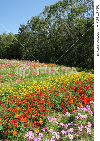 花岡博覽紀念公園-波斯菊 花岡博覽紀念公園-波斯菊 73413798