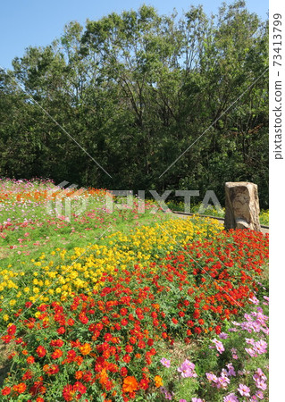 Expo'70 Commemorative Park-Flower Hill Cosmos- Expo'70 Commemorative Park-Flower Hill Cosmos- 73413799