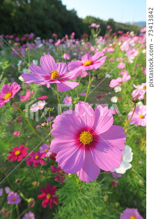 Expo'70 Commemorative Park-Flower Hill Cosmos- 73413842