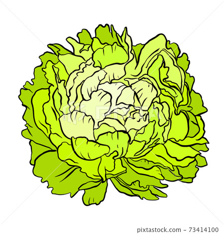 Green cabbage head on white background. Vector illustration Green cabbage head on white background. Vector illustration 73414100