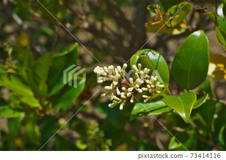 White mud buds 73414116