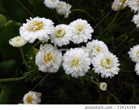 Double flower chamomile Double flower chamomile 73414249