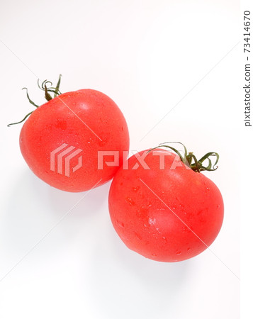 蕃茄 蕃茄 73414670
