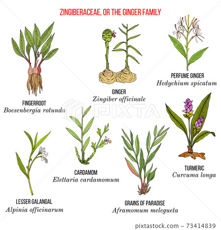 Set of the ginger family plants. 73414839