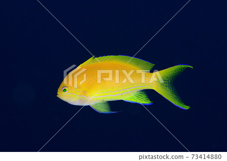 Female of Violet Naga Hananai 73414880