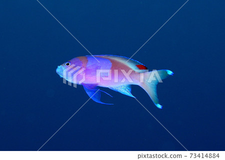 Violet Naga Hanadai男 73414884