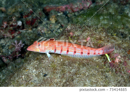 珊瑚悲劇 73414885