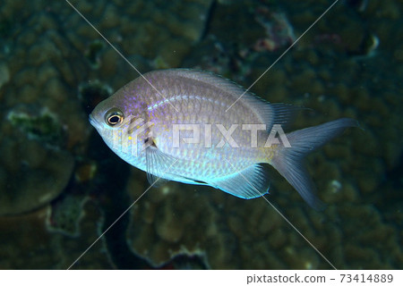 Alpha sparrow 73414889