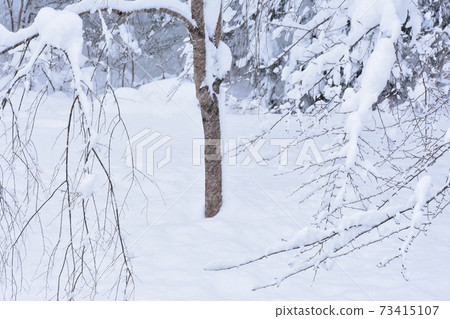 Snow scene Snow scene 73415107