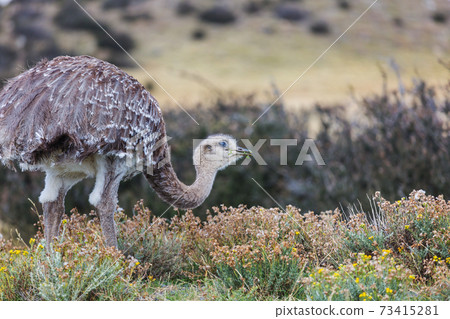 Ostrich in Patagonia 73415281