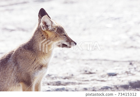 Fox in Patagonia 73415312