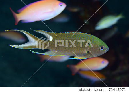 Black ribbon sparrow Black ribbon sparrow 73415971