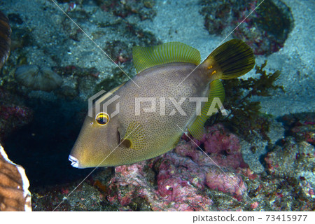 白城s 白城s 73415977