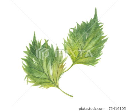 大葉/青汁莊 大葉/青汁莊 73416105