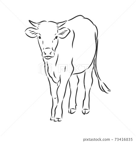 black and white linear paint draw bull vector illustration. bull vector sketch illustration 73416835