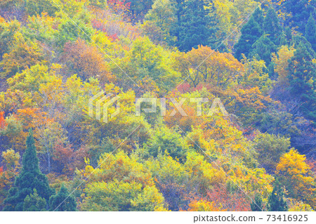 Autumn leaves Autumn leaves 73416925