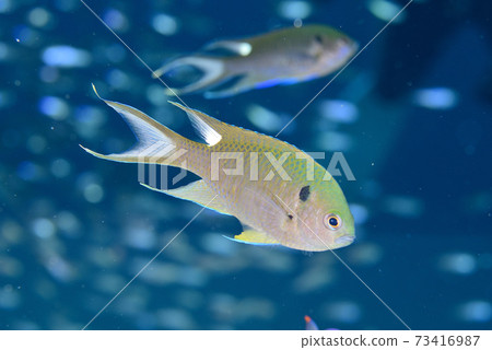 Black ribbon sparrow 73416987