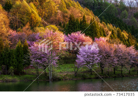 The Cherry Blossoms In Full Bloom That Cast Stock Photo