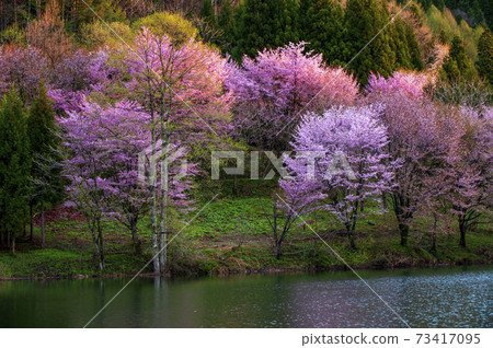 Asahi began to shine on the cherry blossoms in full bloom on the shores of Lake Nakatsuna at sunrise 73417095
