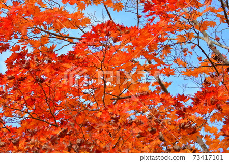 Autumn leaves Autumn leaves 73417101