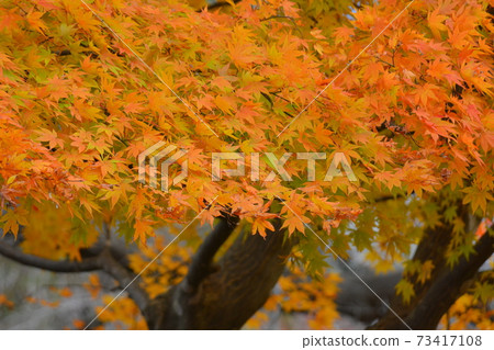 Autumn leaves Autumn leaves 73417108