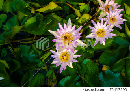 Beautiful lotus flower water flora green leaf 73417393