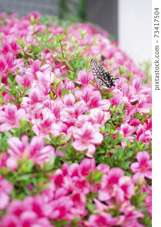 Swallowtail butterfly perching on a pink azalea flower 73417504