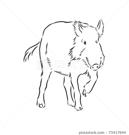 Sketch grunge wild boar in the profile.Stock vector illustration., wild boar vector sketch illustration Sketch grunge wild boar in the profile.Stock vector illustration., wild boar vector sketch illustration 73417644