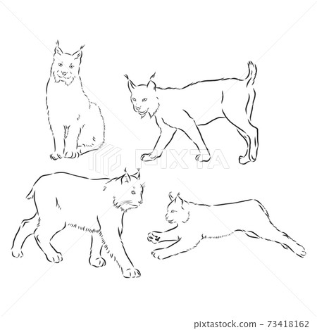 lynx black and white sketch vector, lynx vector sketch illustration 73418162