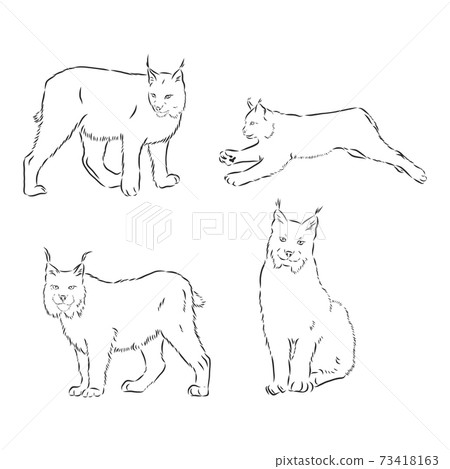 lynx black and white sketch vector, lynx vector sketch illustration 73418163