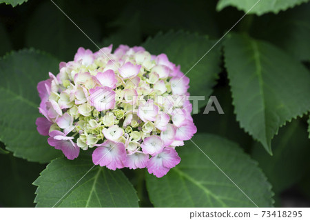 從繡球花芽到開花的狀態 從繡球花芽到開花的狀態 73418295