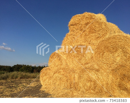 Huge straw piles of hay roll bales on among harvested area. 73418383