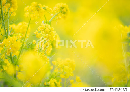 早春的伊拉戈湖的油菜花 早春的伊拉戈湖的油菜花 73418485