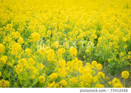 早春的伊拉戈湖的油菜花 早春的伊拉戈湖的油菜花 73418486
