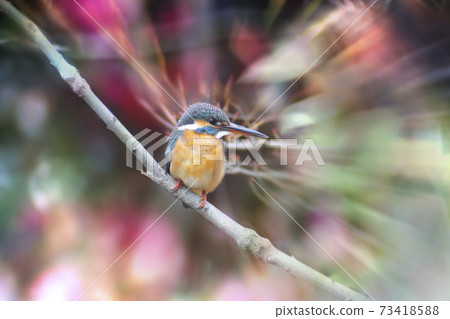 Kingfisher (Photoshop processing) Kingfisher (Photoshop processing) 73418588