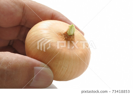 Mini onions Mini onions 73418853