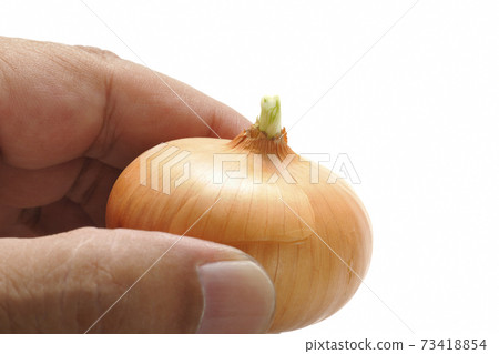 Mini onions 73418854