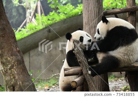 Good friend baby panda 73418855