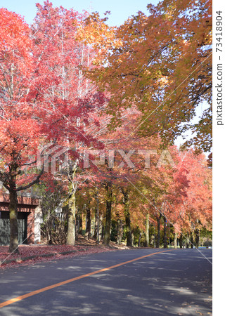 Kara Kaede tree-lined road 73418904
