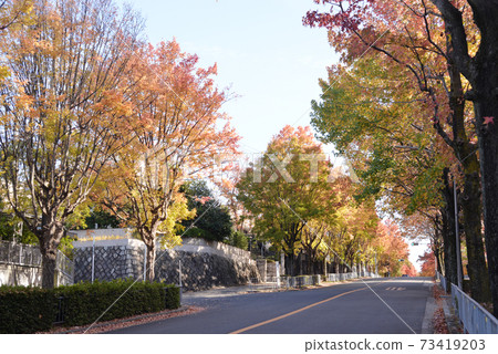 Kara Kaede tree-lined road 73419203