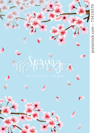 Beautiful background material of cherry blossoms in full bloom 73419379