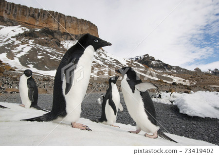 Adelie penguin Adelie penguin 73419402