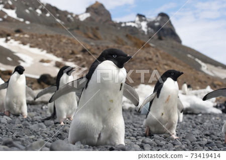 Adelie penguin marching Adelie penguin marching 73419414