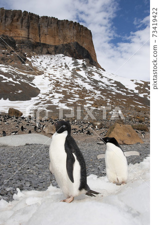 阿德利企鵝 73419422