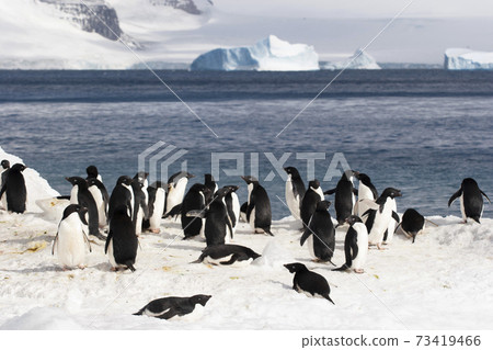 Adelie penguins gathering on the beach Adelie penguins gathering on the beach 73419466