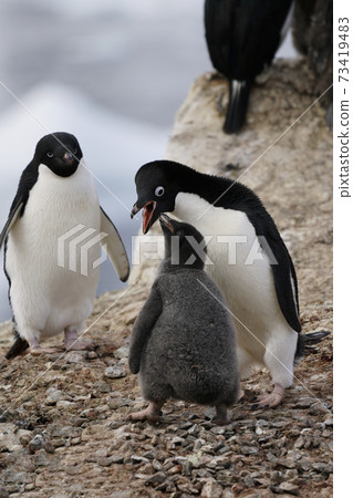 Adelie penguin parent and child 73419483