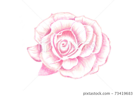 Rose drawn with colored pencils Rose drawn with colored pencils 73419683