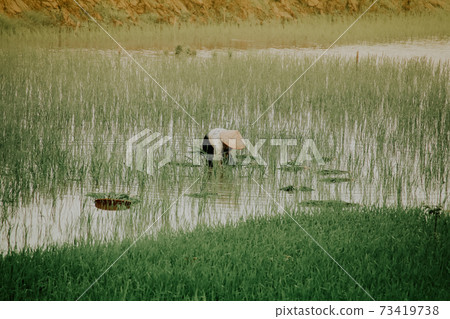 Rice farmer planting rice by hand in the early foggy morning in Ha giang, Vietnam 73419738
