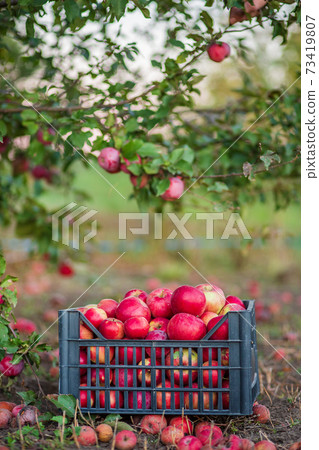 Organic red apples in a basket, under a tree in the garden, against a blurred background, at the end of midday sunlight. 73419807