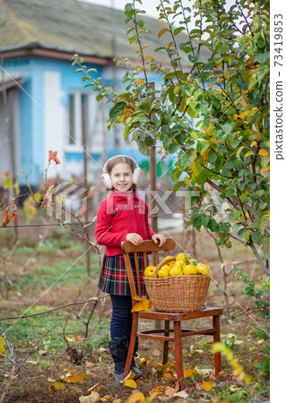 Cute girl collects quince from the tree. 73419853